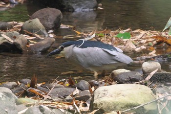 2024年5月6日(月) 森戸川源流の野鳥観察記録