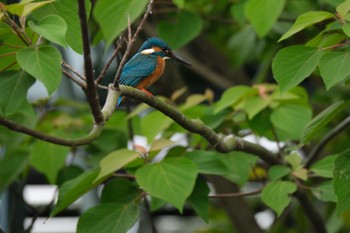 カワセミ 中郷温水池(三島市) 2024年5月6日(月)