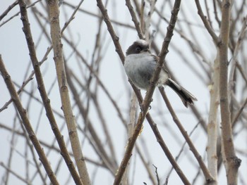 Long-tailed Tit 淀川河川公園 Sat, 4/27/2024