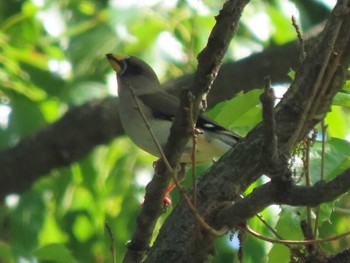 Chinese Grosbeak Mishima Island Sat, 5/4/2024