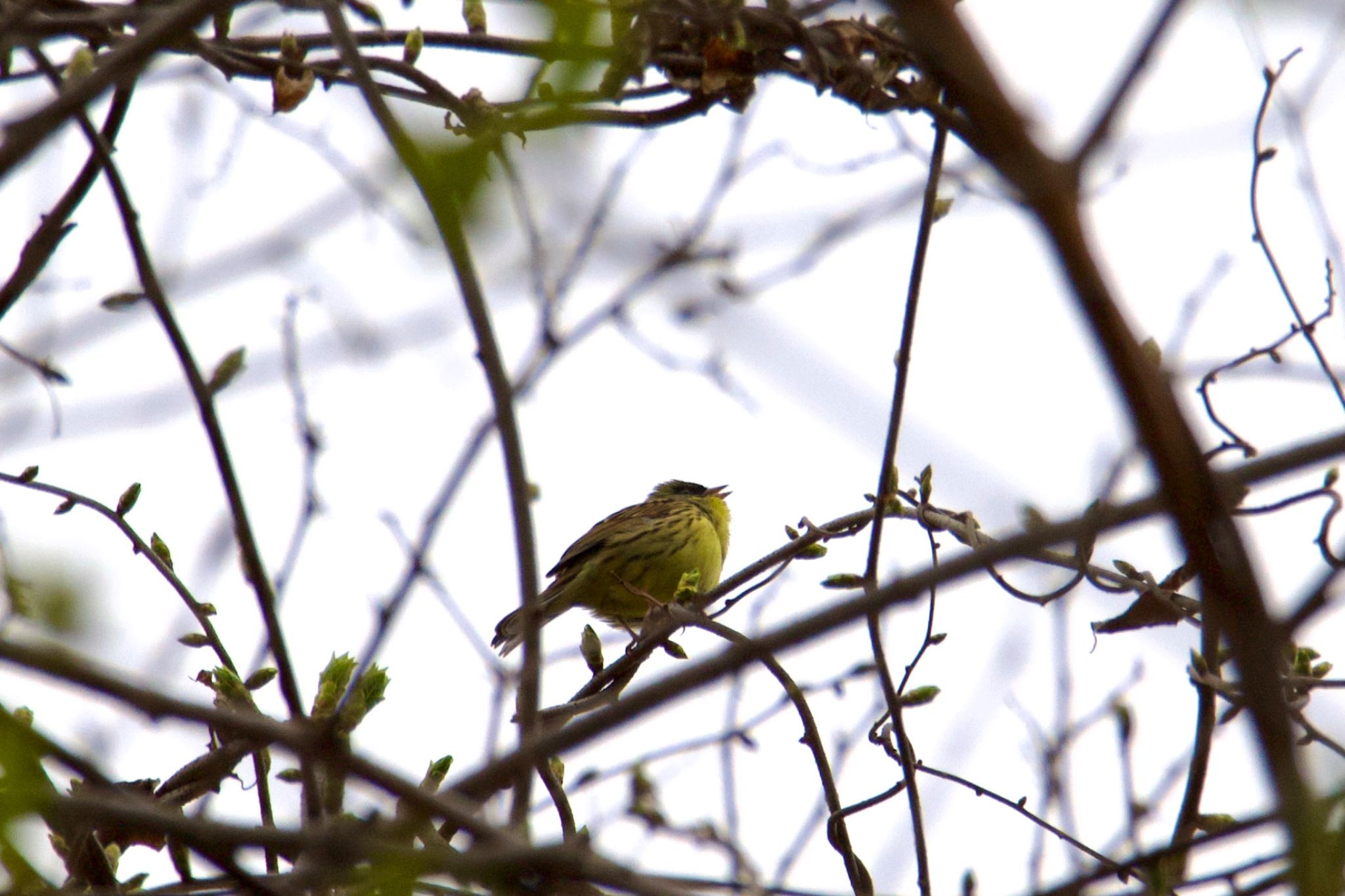 Photo of Masked Bunting at  by シロハラゴジュウカラ推し