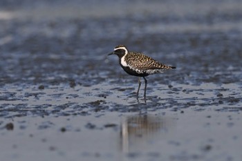 Pacific Golden Plover Sambanze Tideland Sun, 5/5/2024