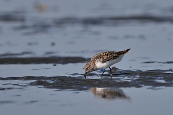 ミユビシギ ふなばし三番瀬海浜公園 2024年5月5日(日)