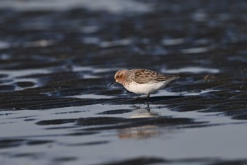 Red-necked Stint Sambanze Tideland Sun, 5/5/2024