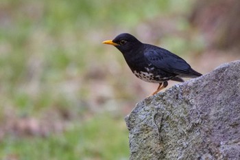 クロツグミ 伊香保森林公園 2024年4月26日(金)