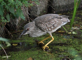 Black-crowned Night Heron Shakujii Park Mon, 5/6/2024