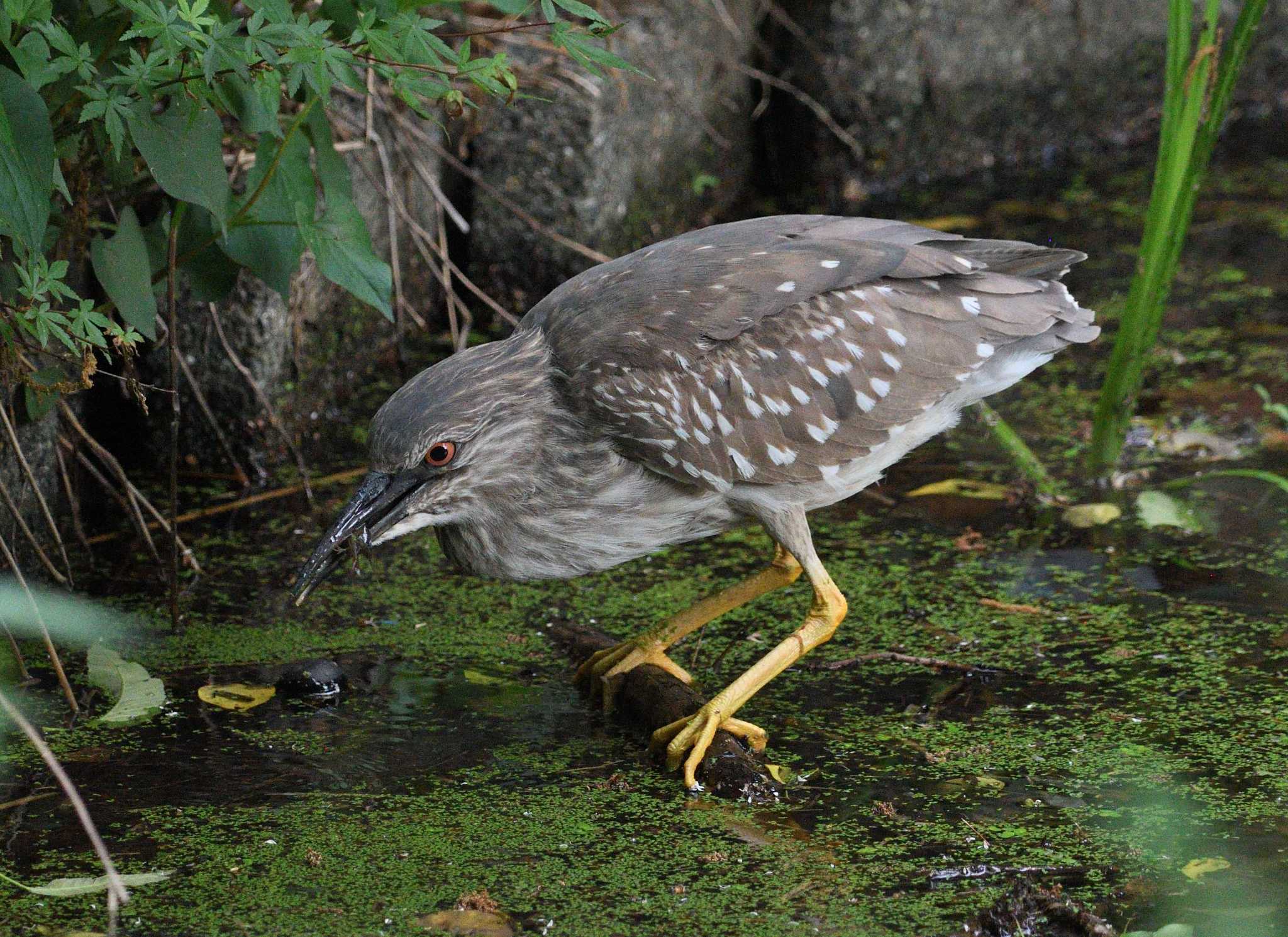 Photo of Black-crowned Night Heron at Shakujii Park by morinokotori