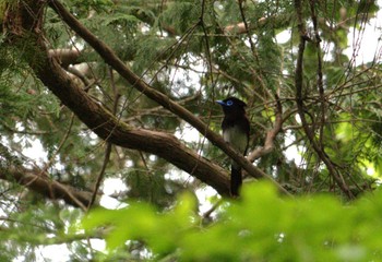 Mon, 5/6/2024 Birding report at Shakujii Park