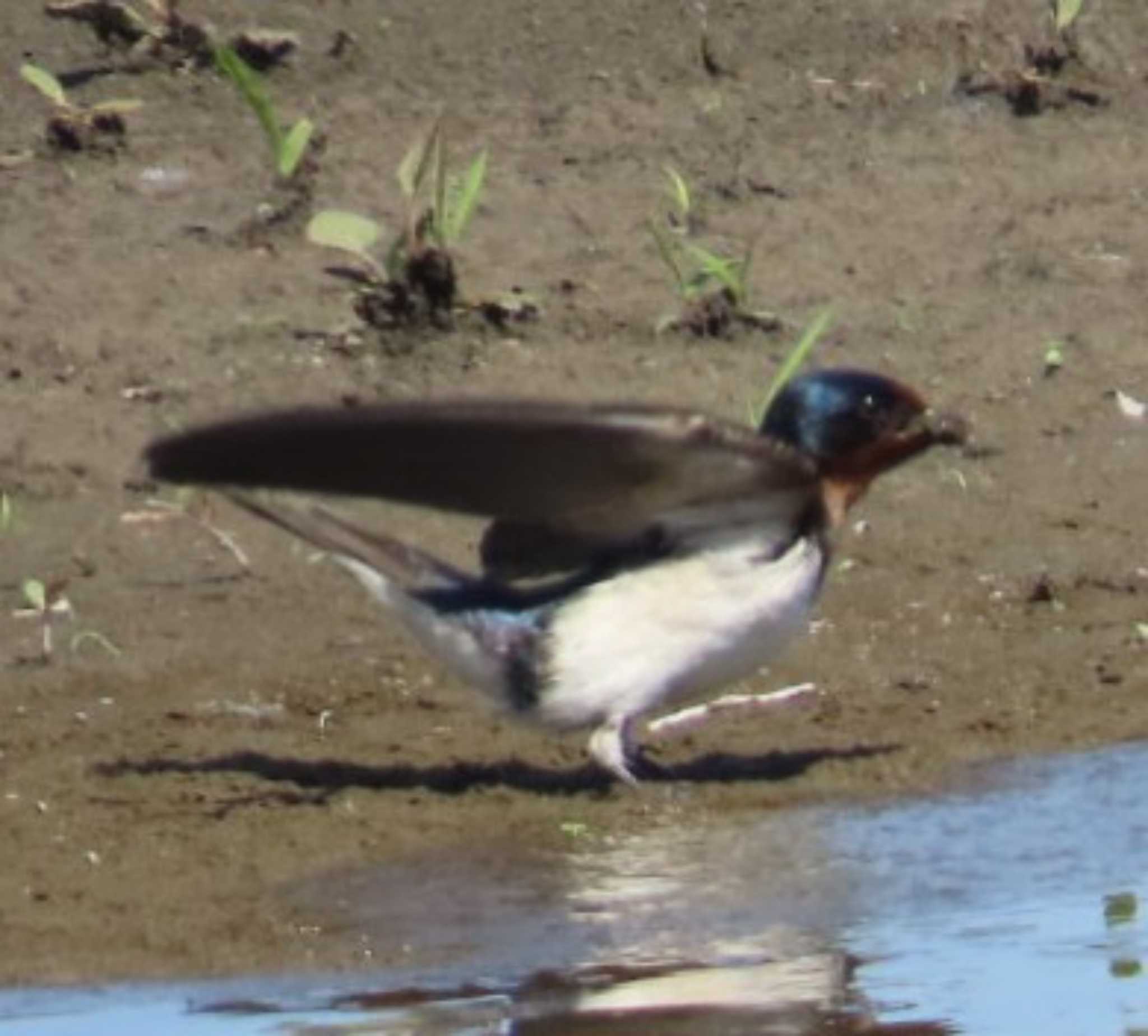 Photo of Barn Swallow at 安倍川河口 by 生き物好きのY