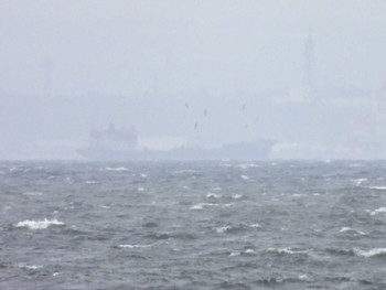 Short-tailed Shearwater 日の出三番瀬沿い緑道 Mon, 5/6/2024