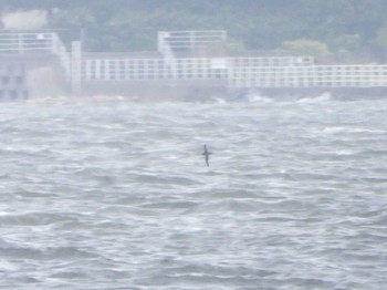 Short-tailed Shearwater 日の出三番瀬沿い緑道 Mon, 5/6/2024