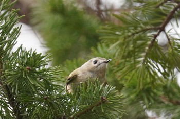 Goldcrest Asahiyama Memorial Park Fri, 4/12/2024