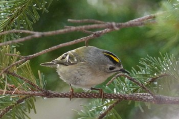 Goldcrest Asahiyama Memorial Park Fri, 4/12/2024