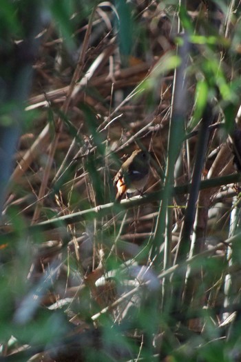 Daurian Redstart Akigase Park Thu, 1/3/2019