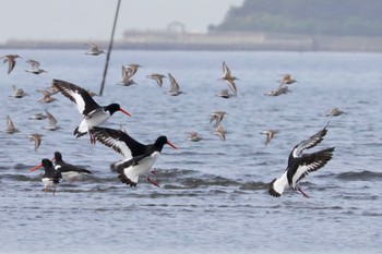 Eurasian Oystercatcher Sambanze Tideland Sat, 4/20/2024