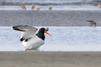 Eurasian Oystercatcher Sambanze Tideland Sat, 4/20/2024