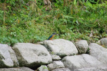 2024年5月6日(月) 洞峰公園の野鳥観察記録