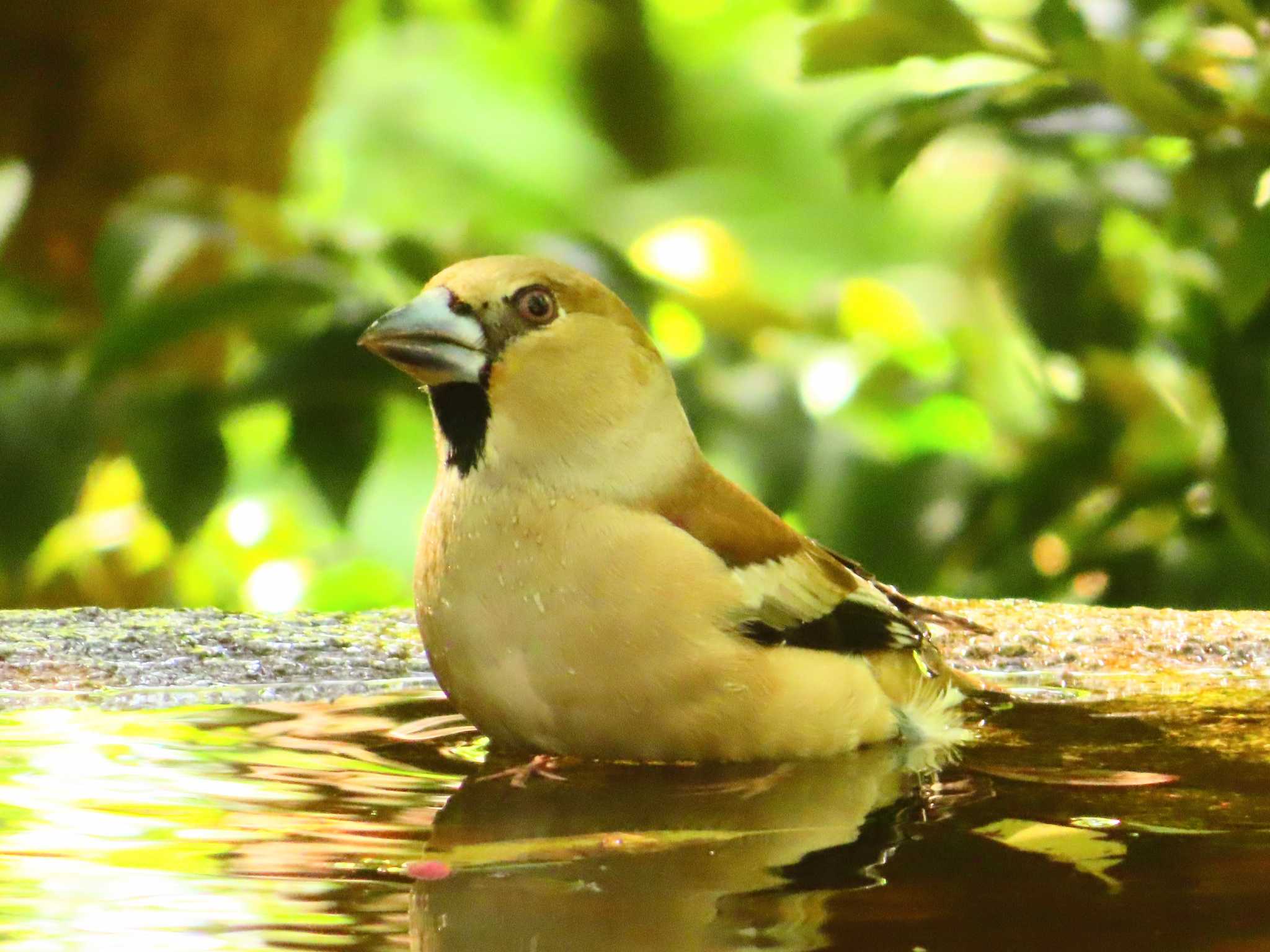 Hawfinch