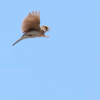 Eurasian Skylark 富士川河口 Sun, 5/5/2024