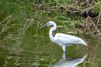 Great Egret 久慈川(袋田付近) Mon, 5/6/2024