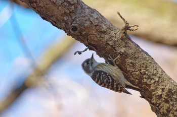 Japanese Pygmy Woodpecker Akigase Park Thu, 1/3/2019