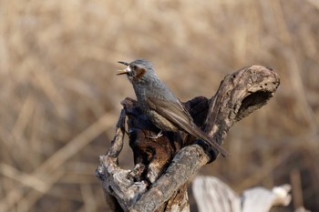 Brown-eared Bulbul 六郷橋緑地 Sat, 2/24/2024