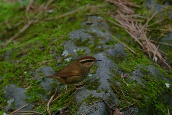 Asian Stubtail 山梨県 Mon, 5/6/2024