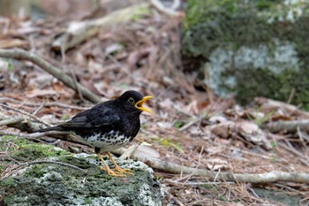 Japanese Thrush 山梨県 Mon, 5/6/2024