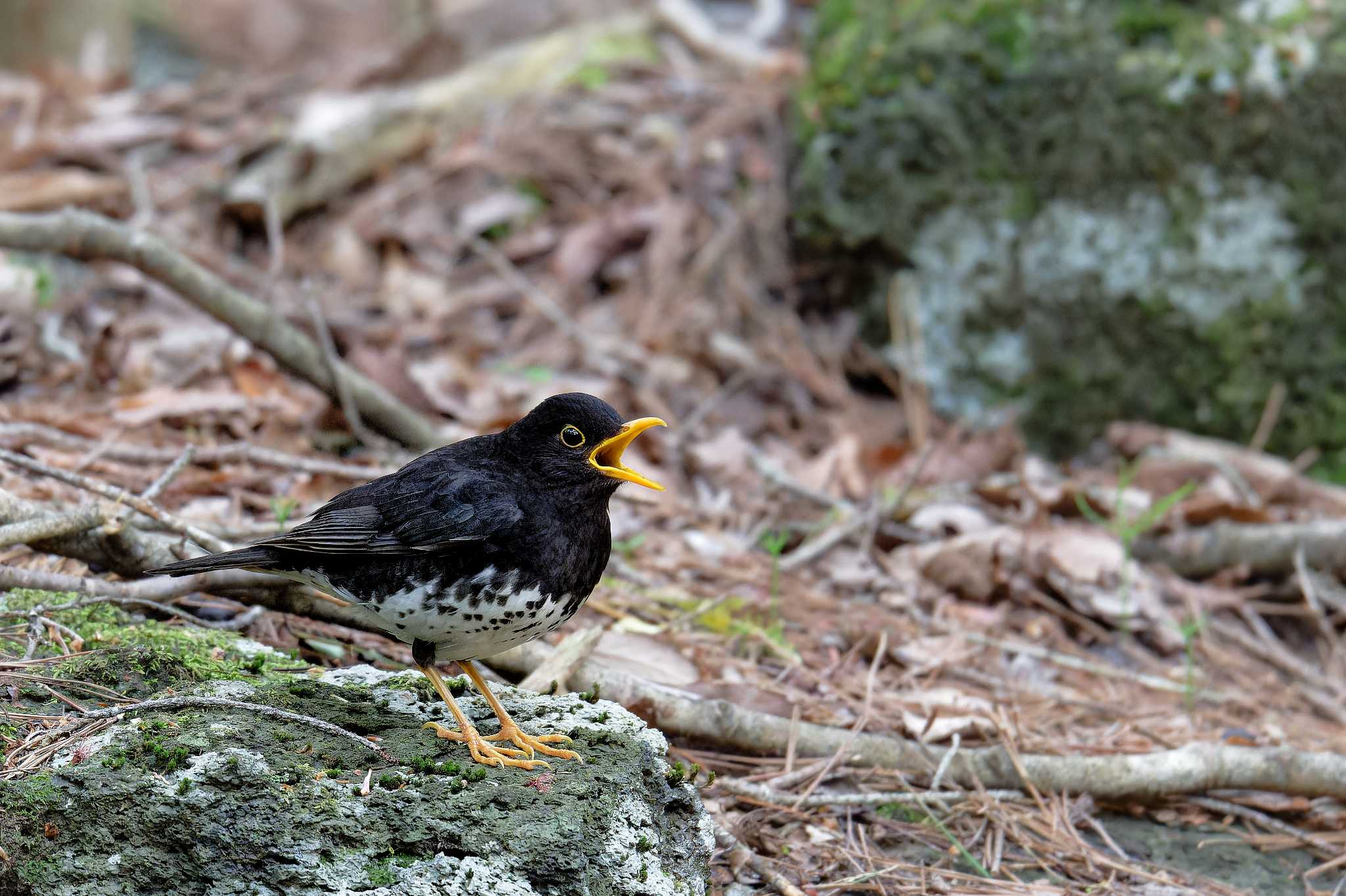 山梨県 クロツグミの写真 by しの