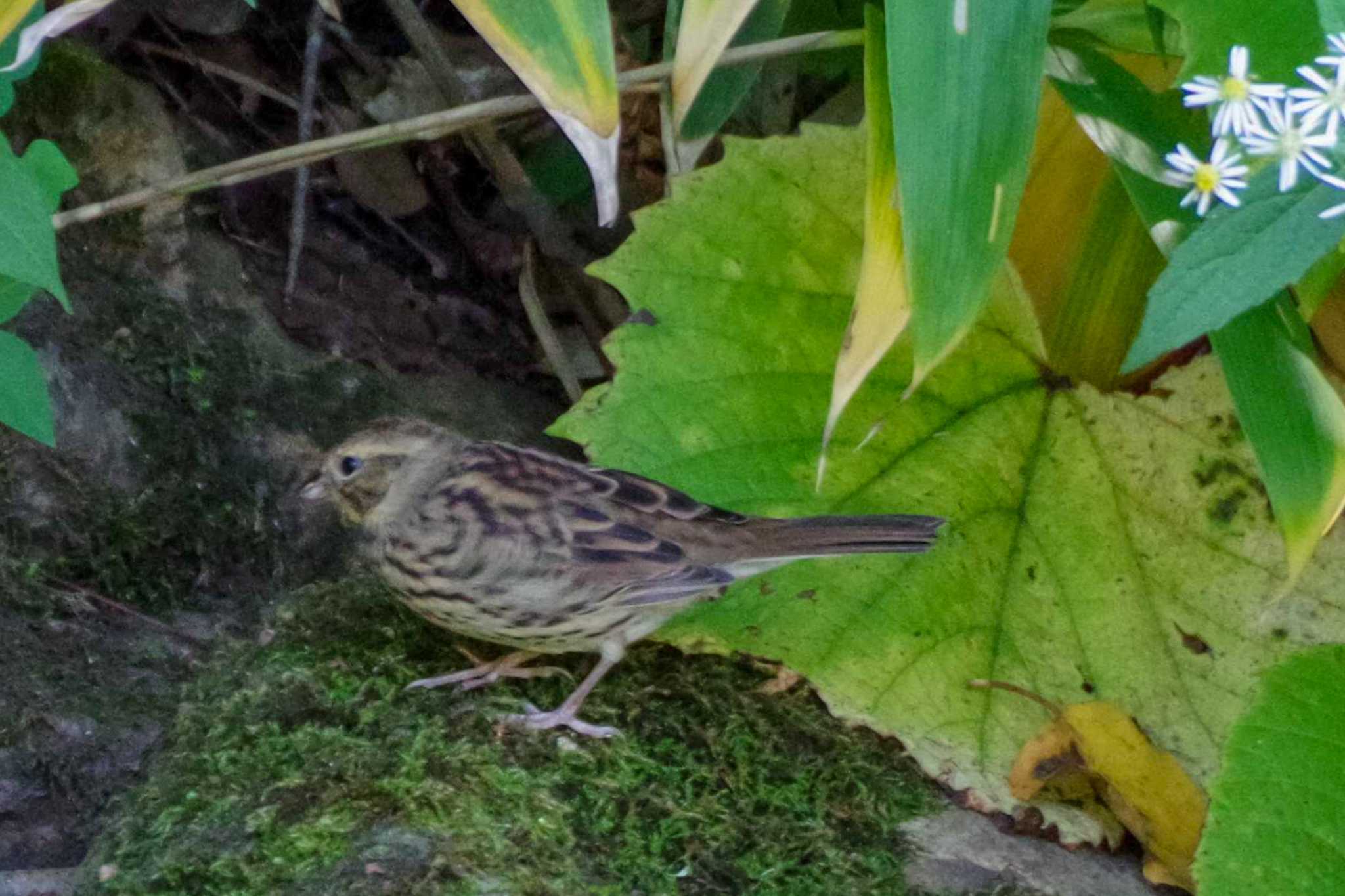 Photo of Olive-backed Pipit at 福井緑地(札幌市西区) by 98_Ark (98ｱｰｸ)