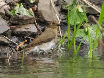 Blue-and-white Flycatcher 福井緑地(札幌市西区) Mon, 5/6/2024