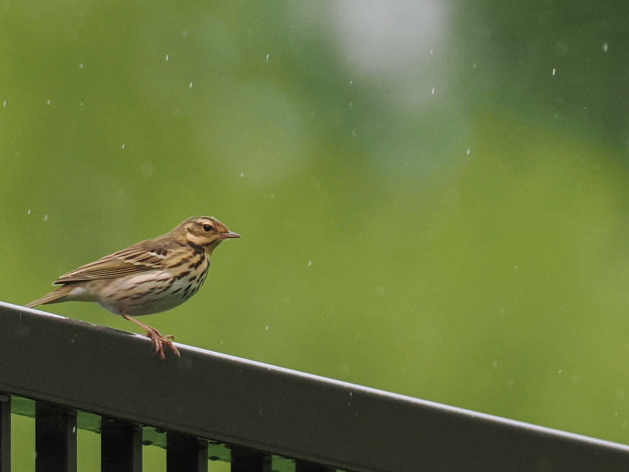 Photo of Olive-backed Pipit at 福井緑地(札幌市西区) by 98_Ark (98ｱｰｸ)