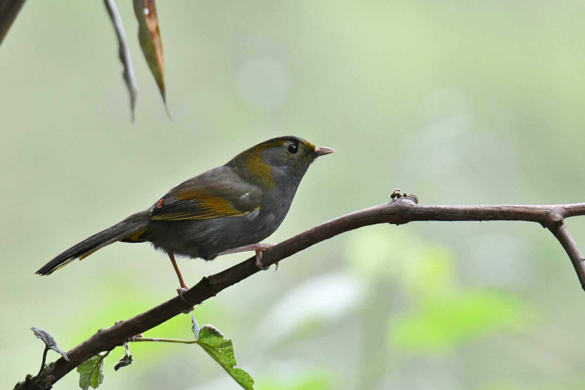 Photo of Emei Shan Liocichla at 老君山(Laojunshan) by あひる