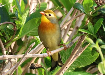 Red-billed Leiothrix 観音崎 Thu, 4/11/2024