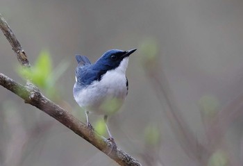 Siberian Blue Robin 伊香保 Sat, 4/27/2024