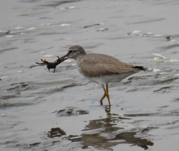 Grey-tailed Tattler Kasai Rinkai Park Mon, 5/6/2024