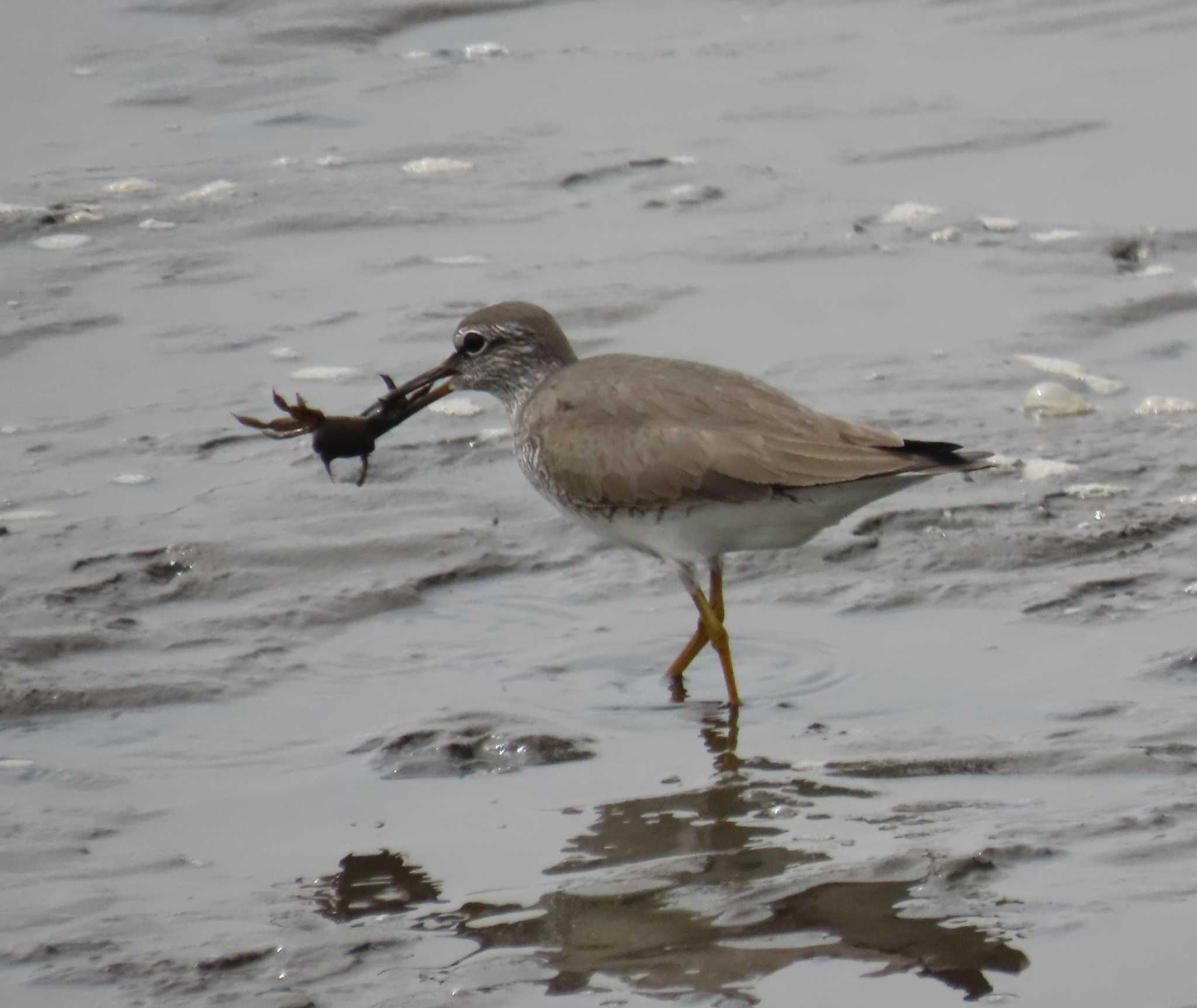 Photo of Grey-tailed Tattler at Kasai Rinkai Park by チョコレート