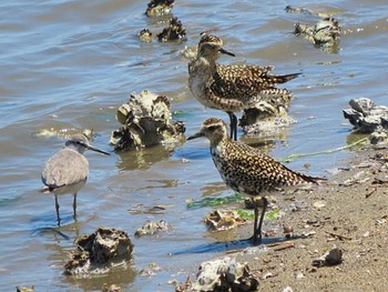 Pacific Golden Plover Gonushi Coast Sun, 5/5/2024