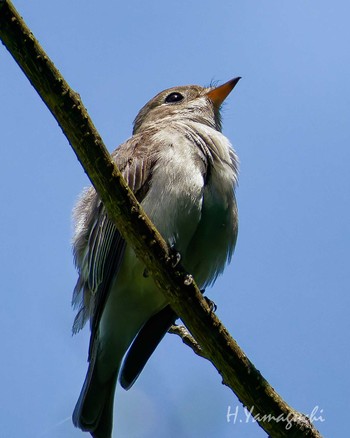 Asian Brown Flycatcher Hayatogawa Forest Road Sun, 5/5/2024