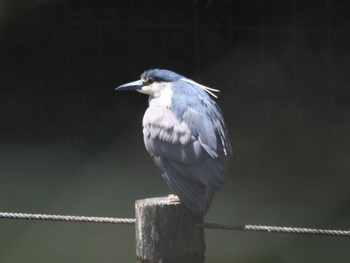 Black-crowned Night Heron 寺家ふるさと村 Sat, 5/4/2024