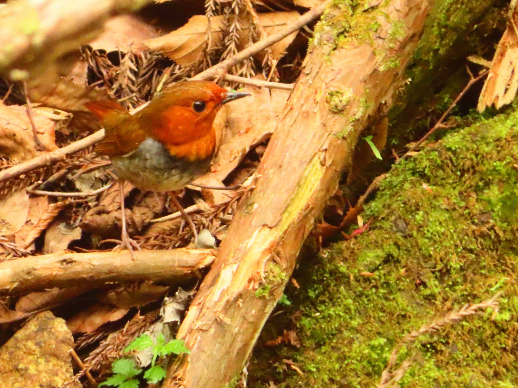 Japanese Robin