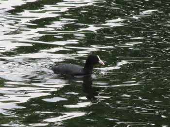 Eurasian Coot 大室公園 Mon, 5/6/2024