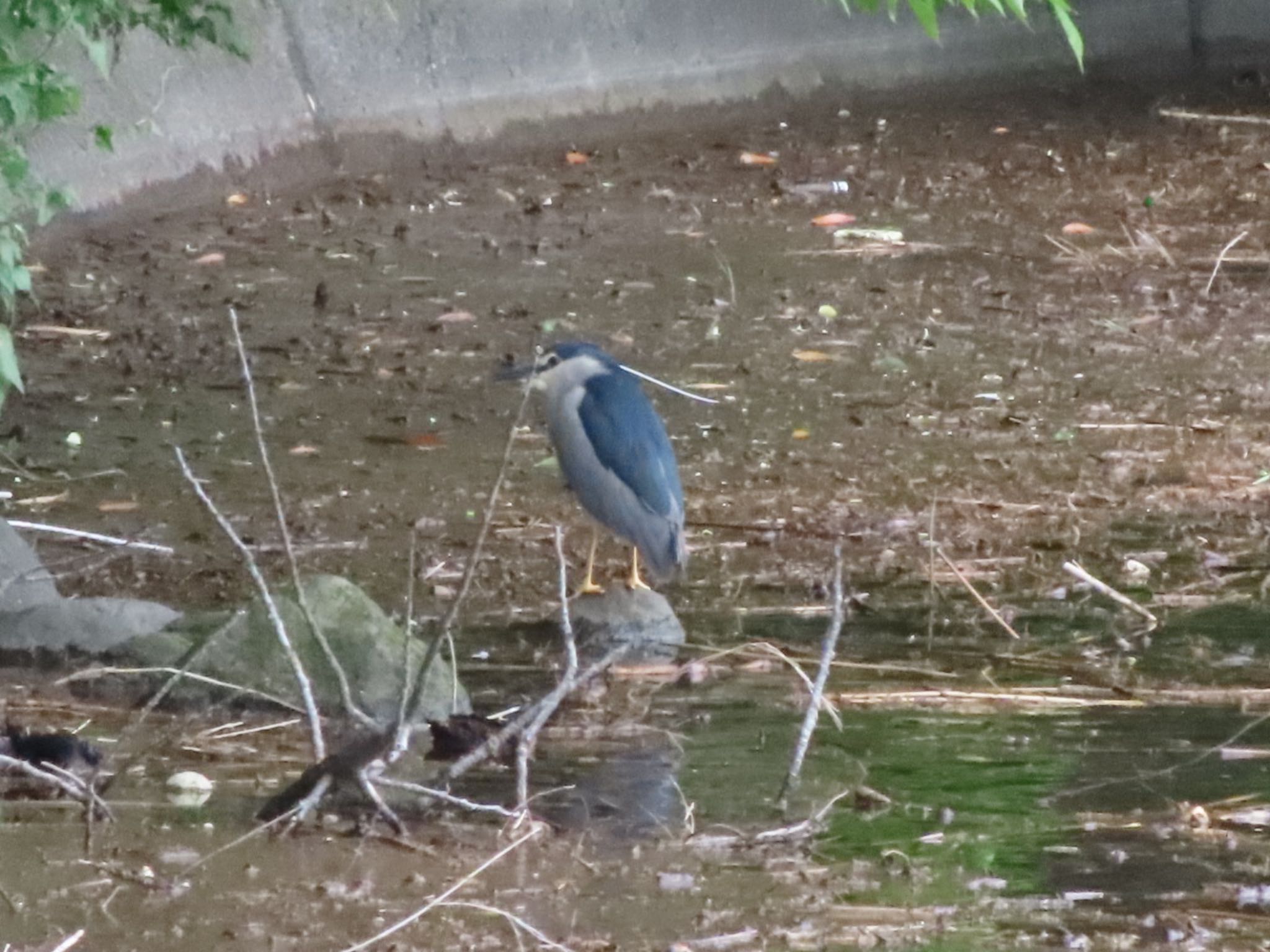 Photo of Black-crowned Night Heron at 大室公園 by アカウント12456
