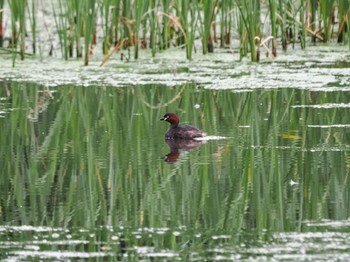 Little Grebe Yatsu-higata Sat, 4/27/2024