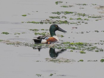 Northern Shoveler Yatsu-higata Sat, 4/27/2024