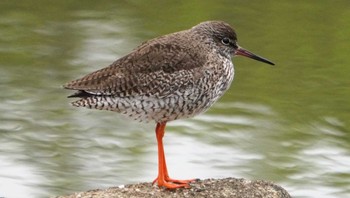 Common Redshank Kasai Rinkai Park Mon, 5/6/2024