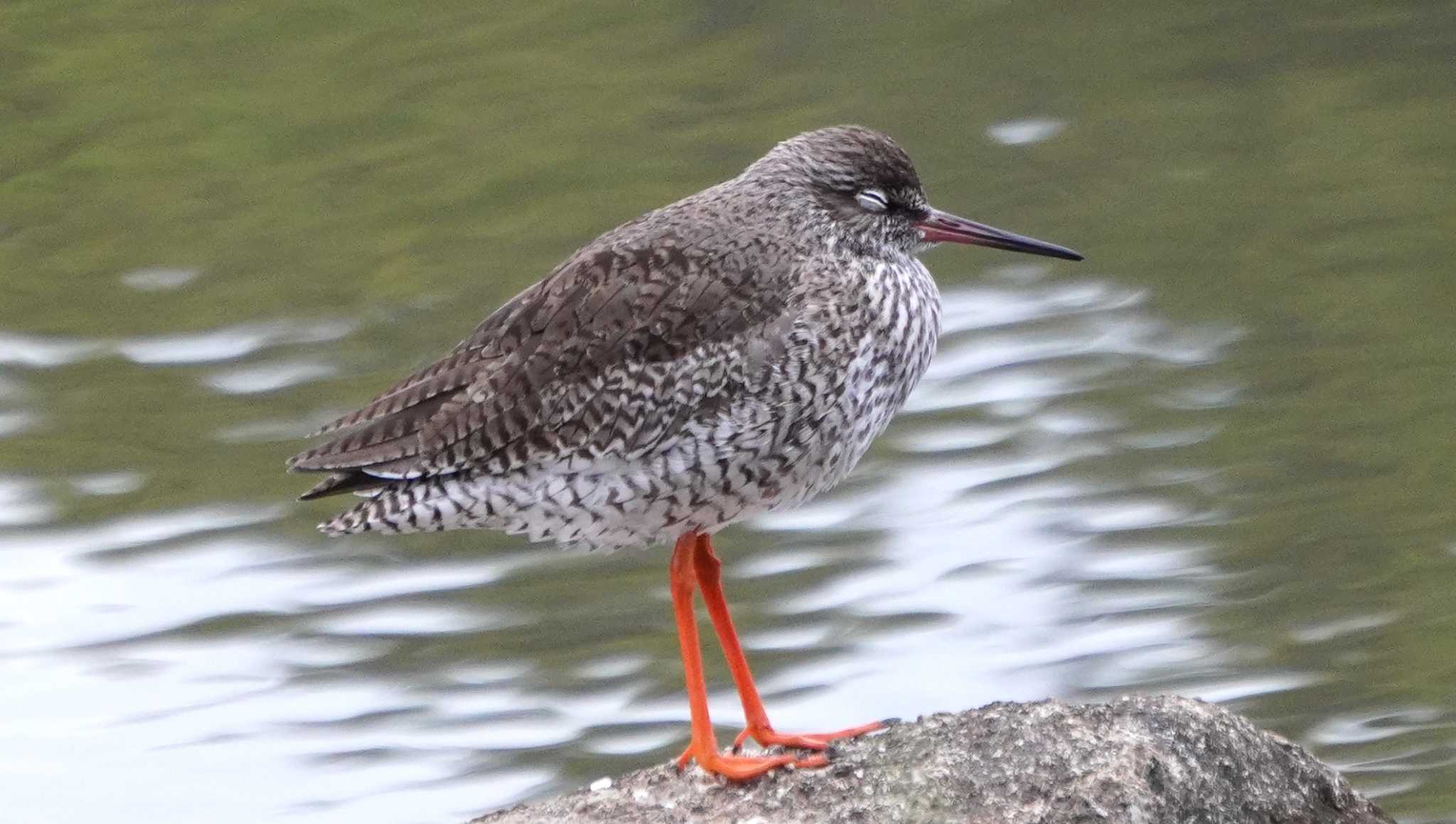 Photo of Common Redshank at Kasai Rinkai Park by 夜遊鷺