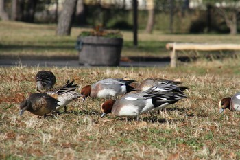 Eurasian Wigeon Mizumoto Park Sat, 12/15/2018