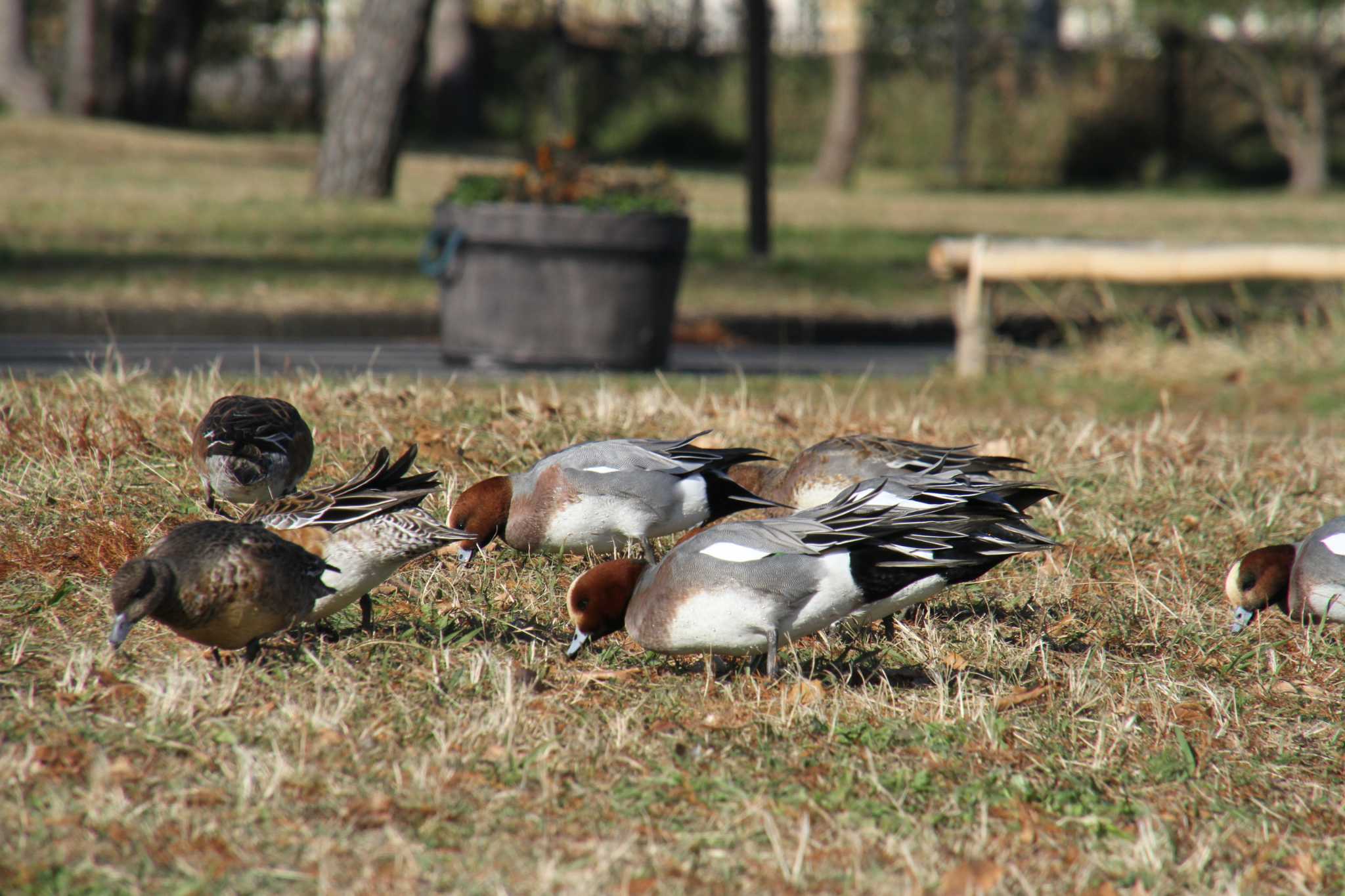 Eurasian Wigeon