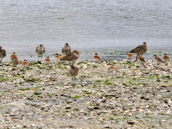 Siberian Sand Plover Yatsu-higata Sat, 4/27/2024